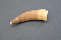 Plesiosaur teeth